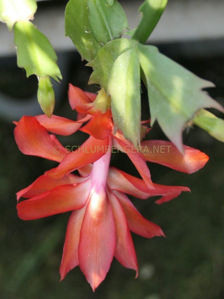 Schlumbergera 'Fire Kiss'