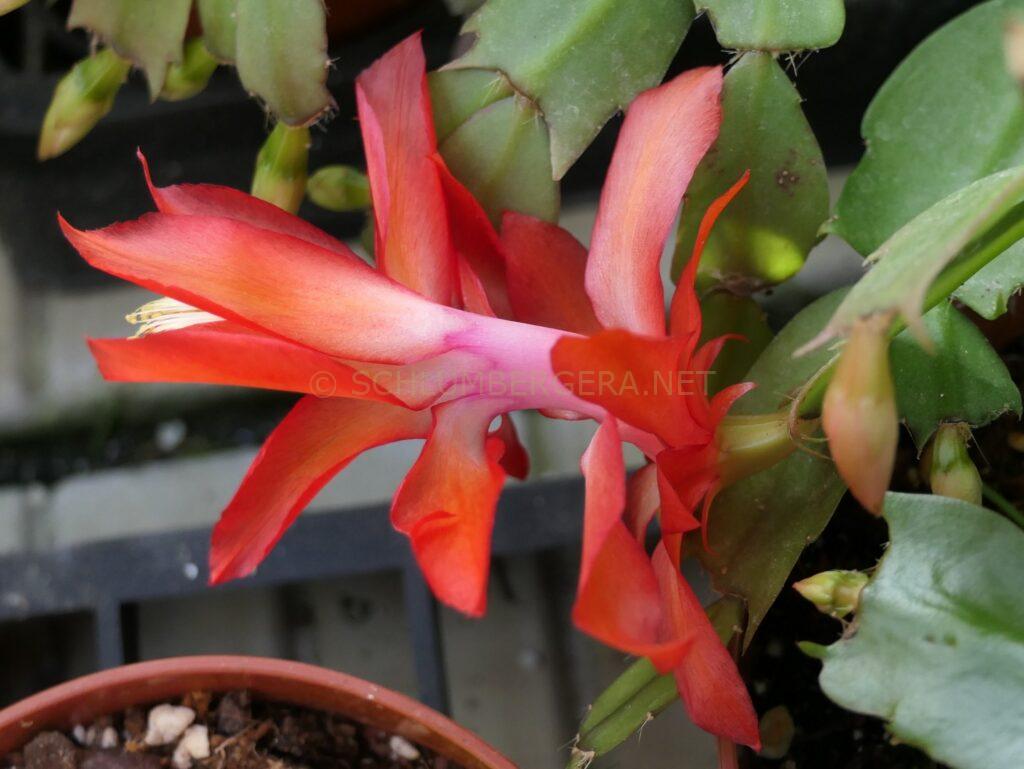 Schlumbergera 'Fire Kiss'