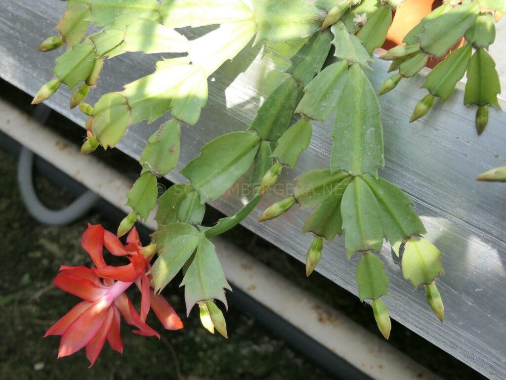 Schlumbergera 'Fire Kiss'