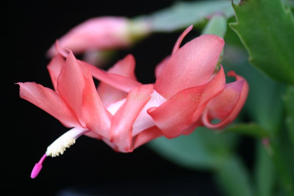 Schlumbergera 'Frida'