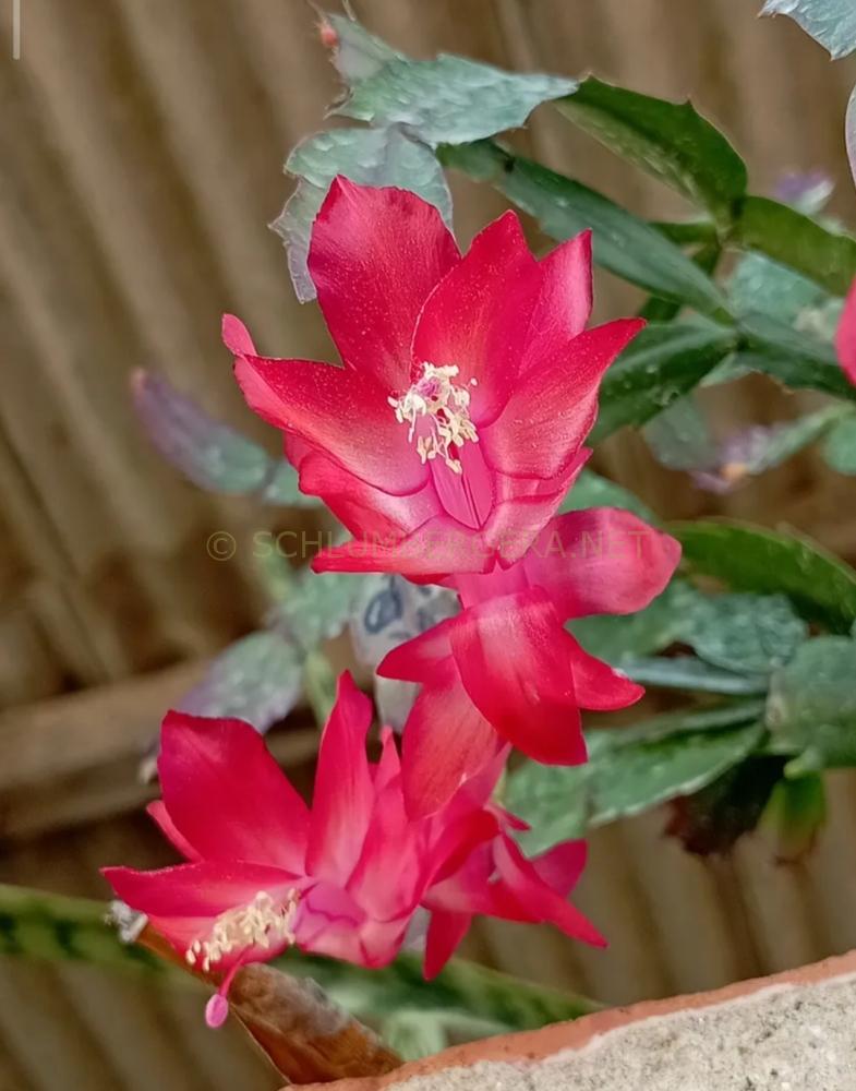 Schlumbergera 'Gabriela Brasil'