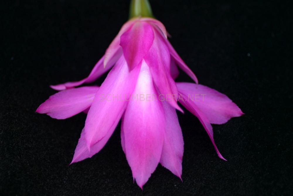 Schlumbergera 'Lady Cathryn'