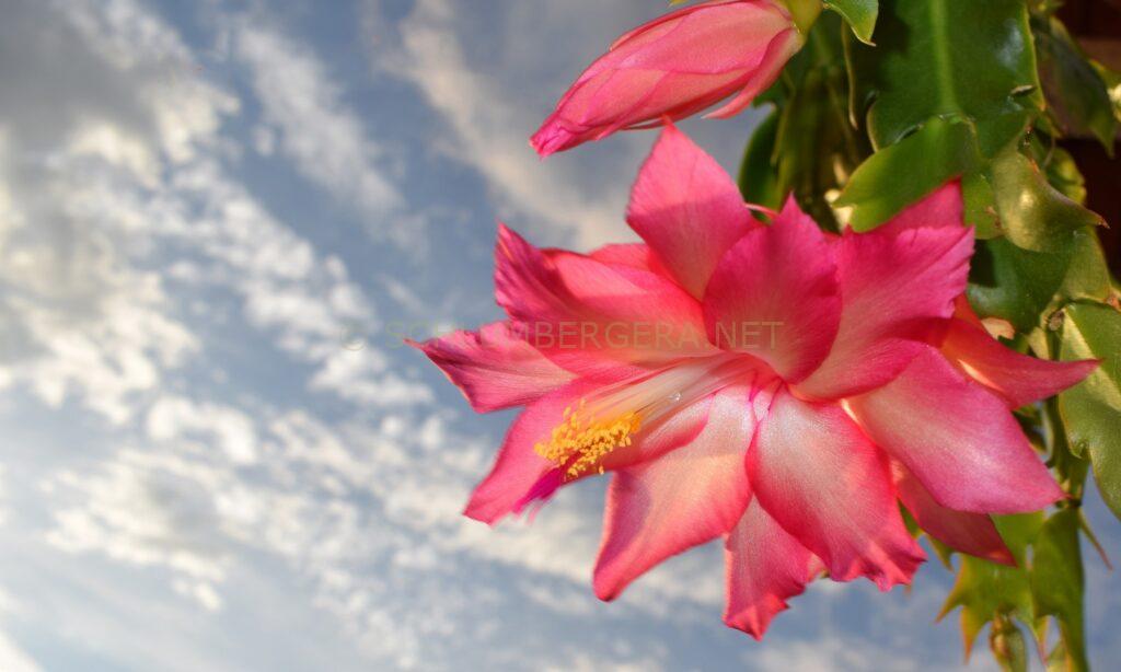 Schlumbergera 'Latte Rose'