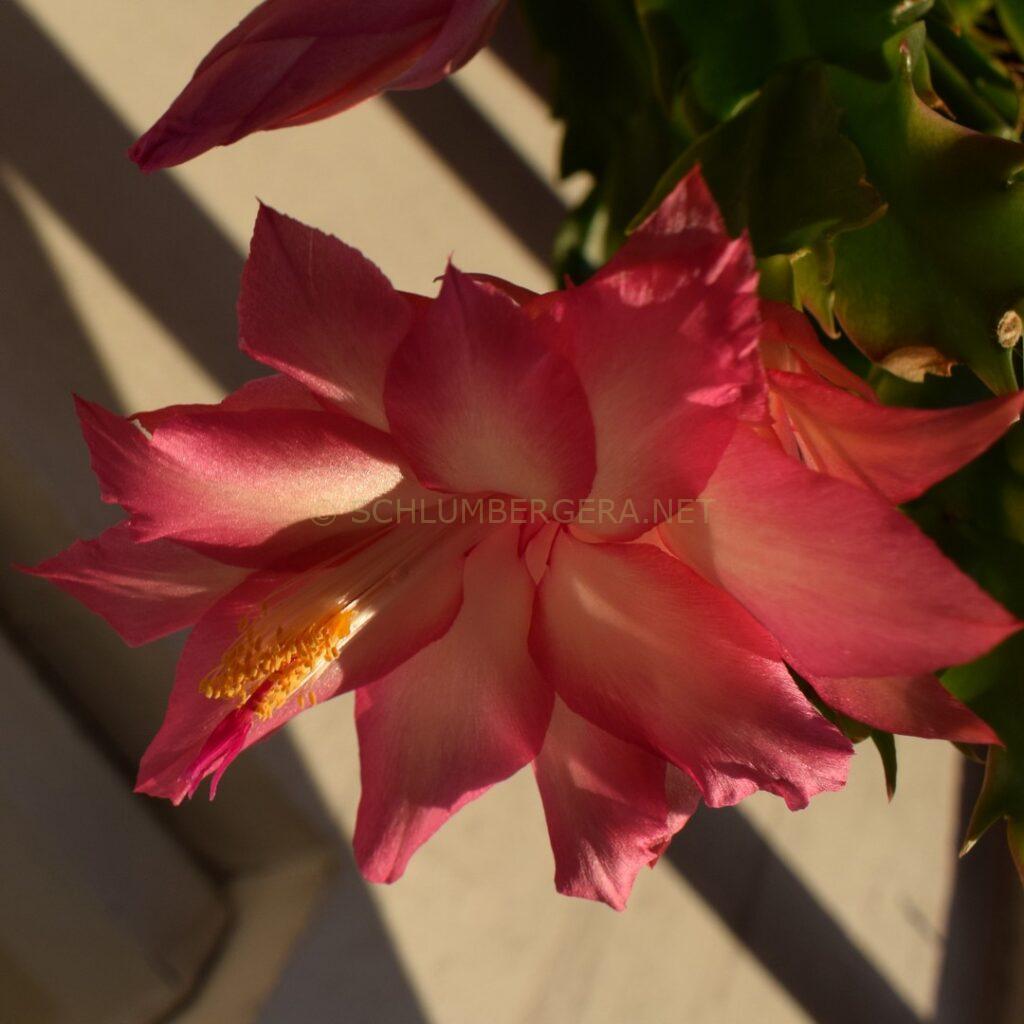 Schlumbergera 'Latte Rose'