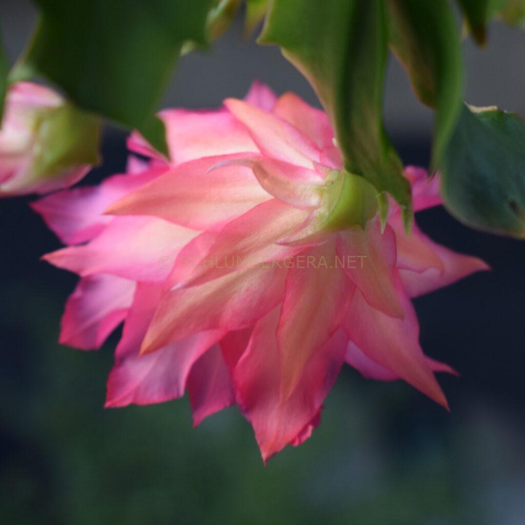 Schlumbergera 'Latte Rose'
