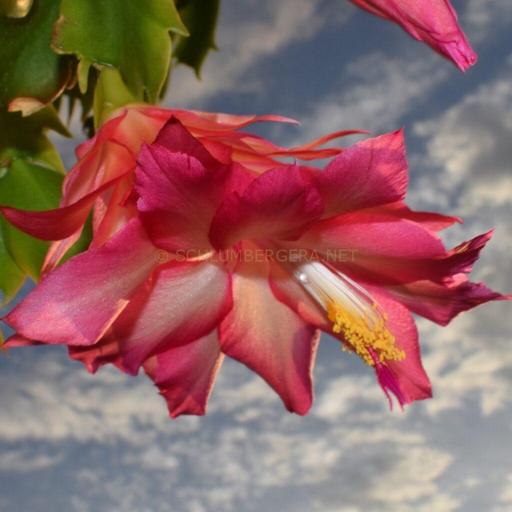 Schlumbergera 'Latte Rose'