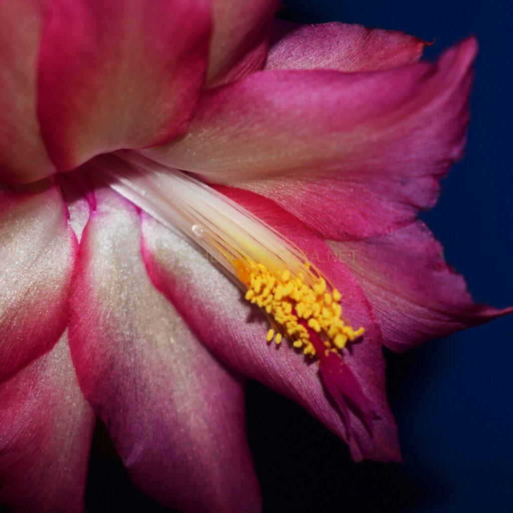 Schlumbergera 'Latte Rose'