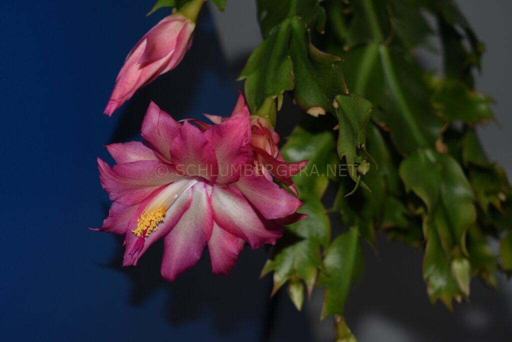 Schlumbergera 'Latte Rose'