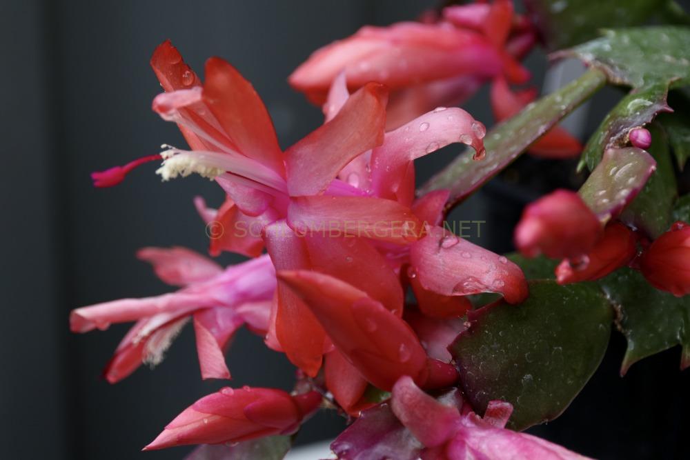 Schlumbergera 'Orange Brazil'