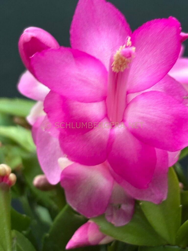 Schlumbergera 'Summer Experience'