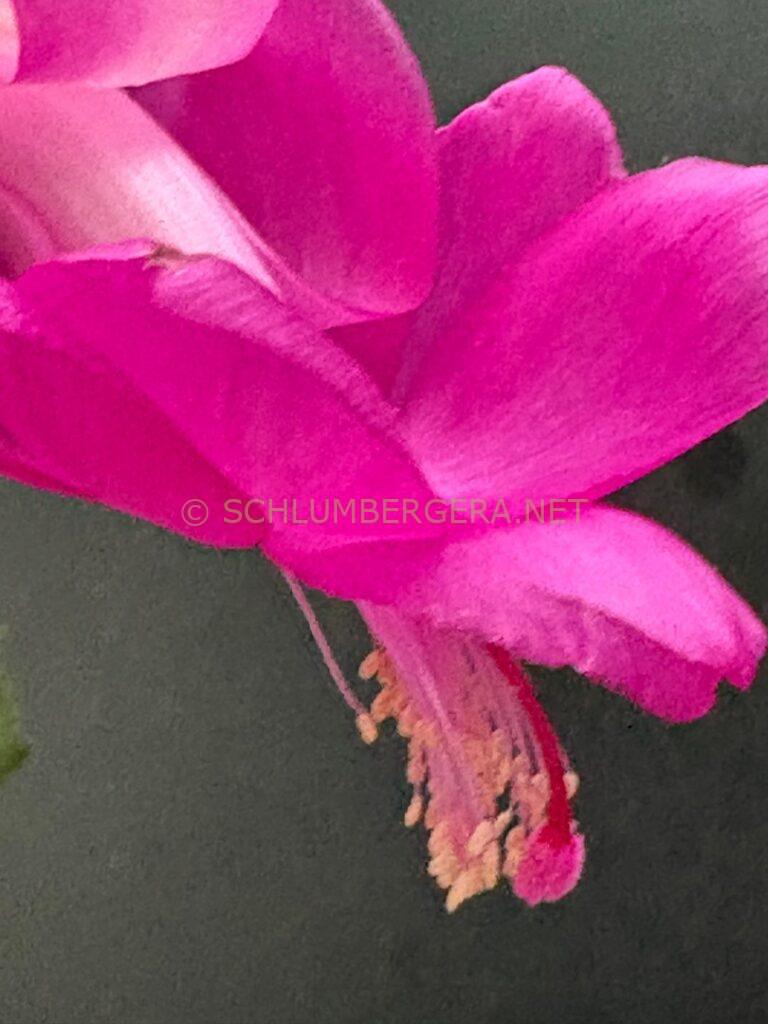 Schlumbergera 'Summer Experience'