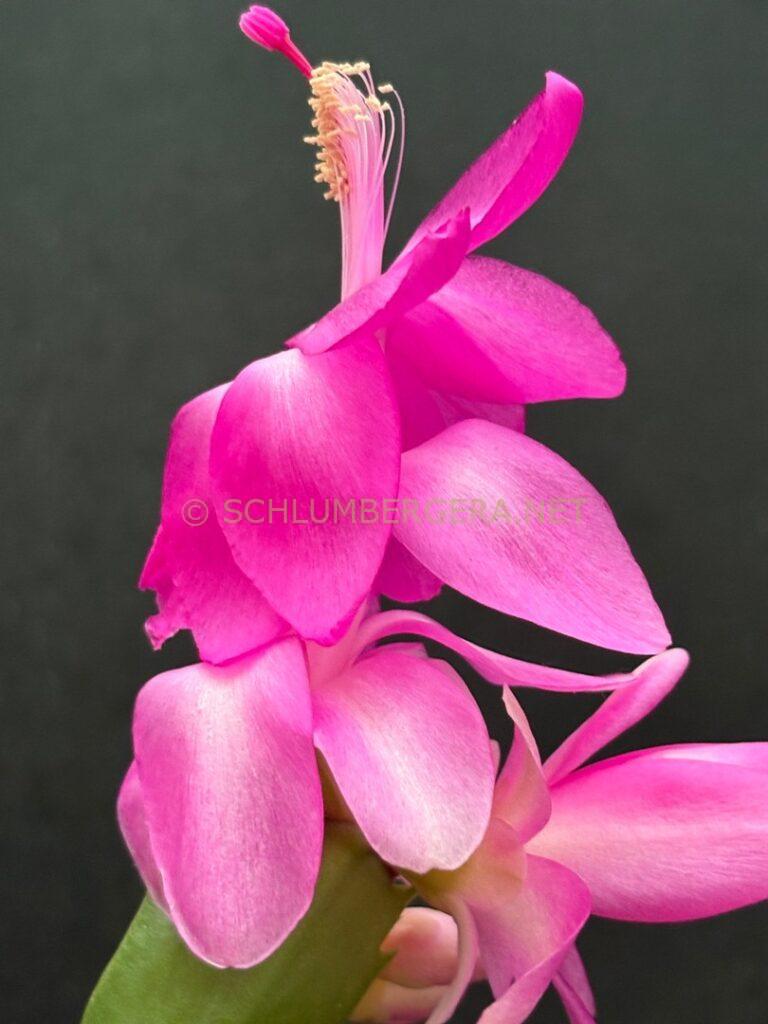 Schlumbergera 'Summer Experience'