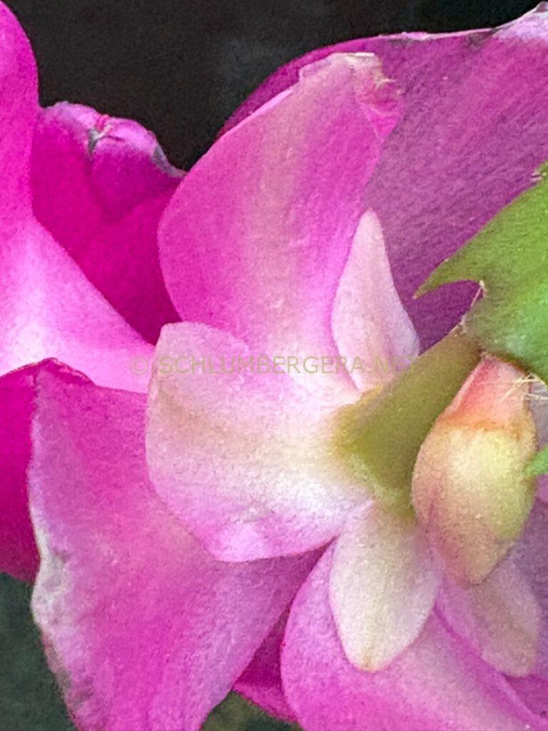Schlumbergera 'Summer Experience'