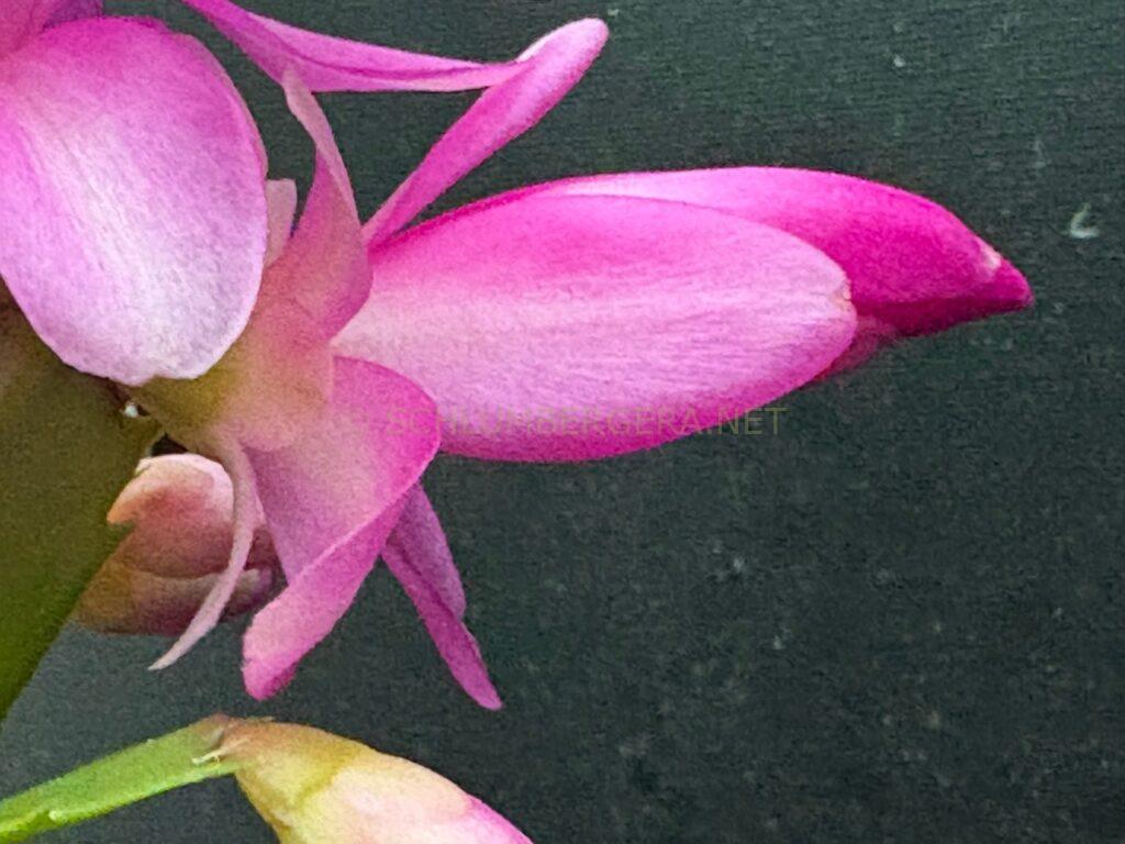 Schlumbergera 'Summer Experience'