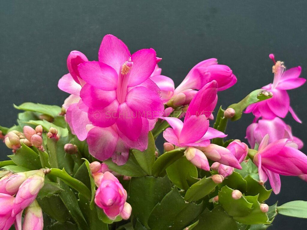 Schlumbergera 'Summer Experience'
