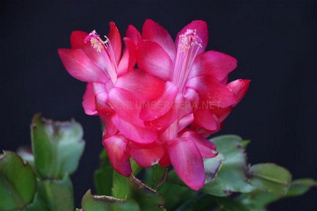 Schlumbergera 'Summer Hectic'