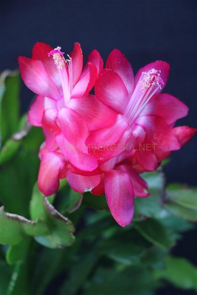 Schlumbergera 'Summer Hectic'
