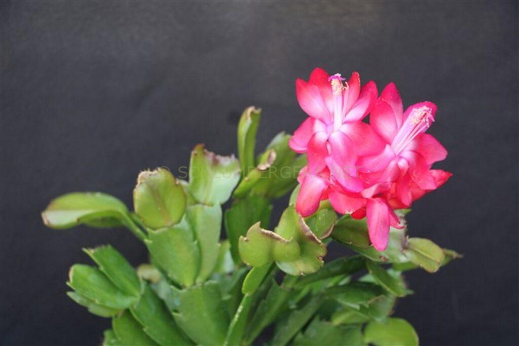 Schlumbergera 'Summer Hectic'