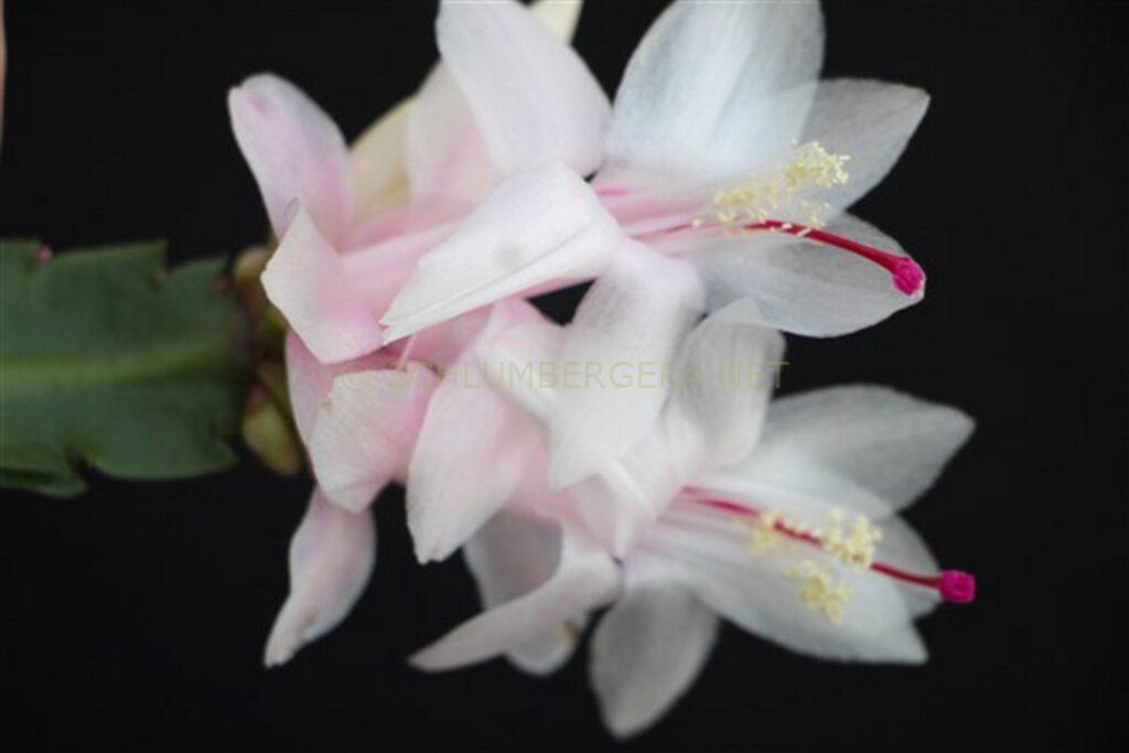 Schlumbergera 'Summer Virgin'
