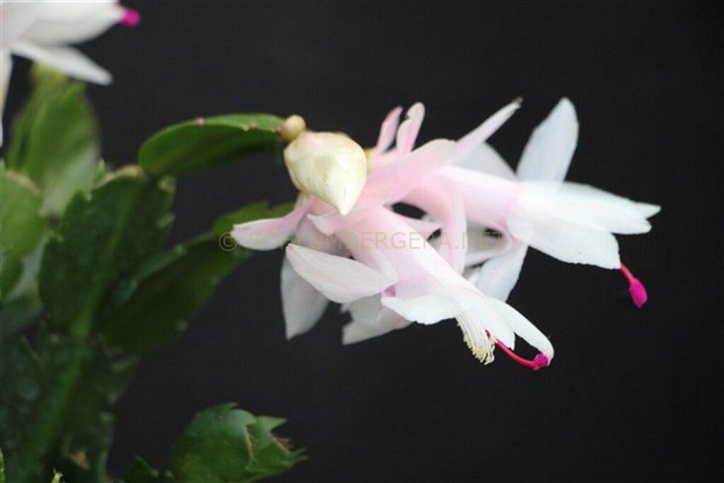 Schlumbergera 'Summer Virgin'