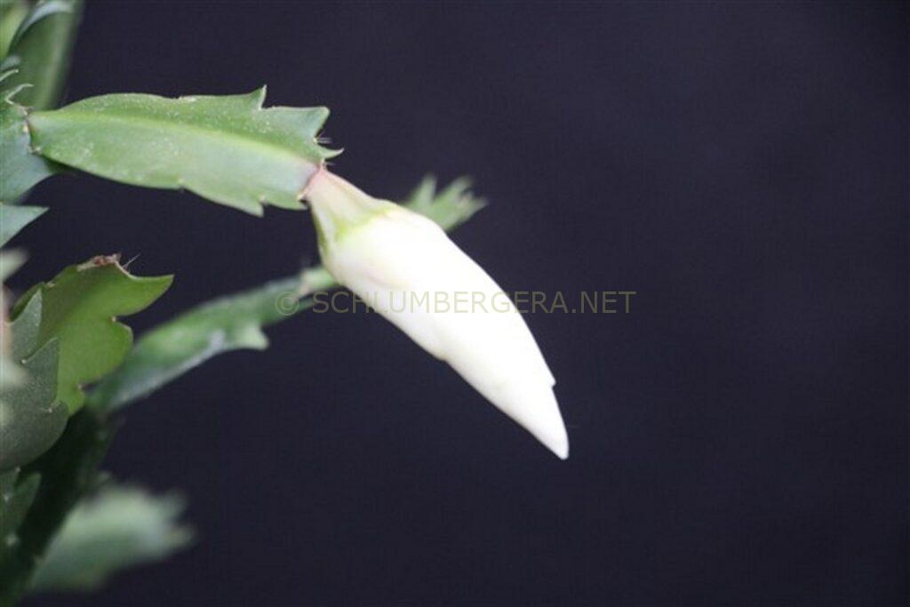 Schlumbergera 'Summer Virgin'