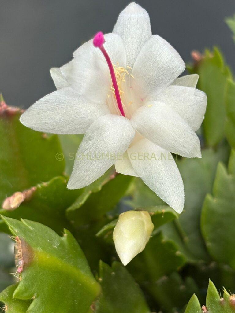 Schlumbergera 'Summer Wonder'