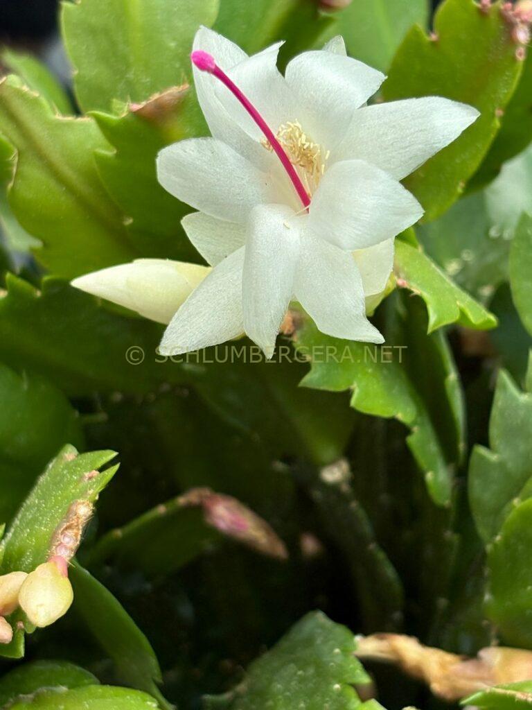 Schlumbergera 'Summer Wonder'