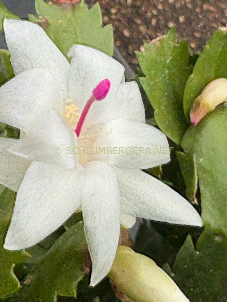 Schlumbergera 'Summer Wonder'