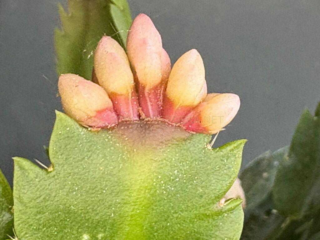 Schlumbergera 'Summer Wonder'