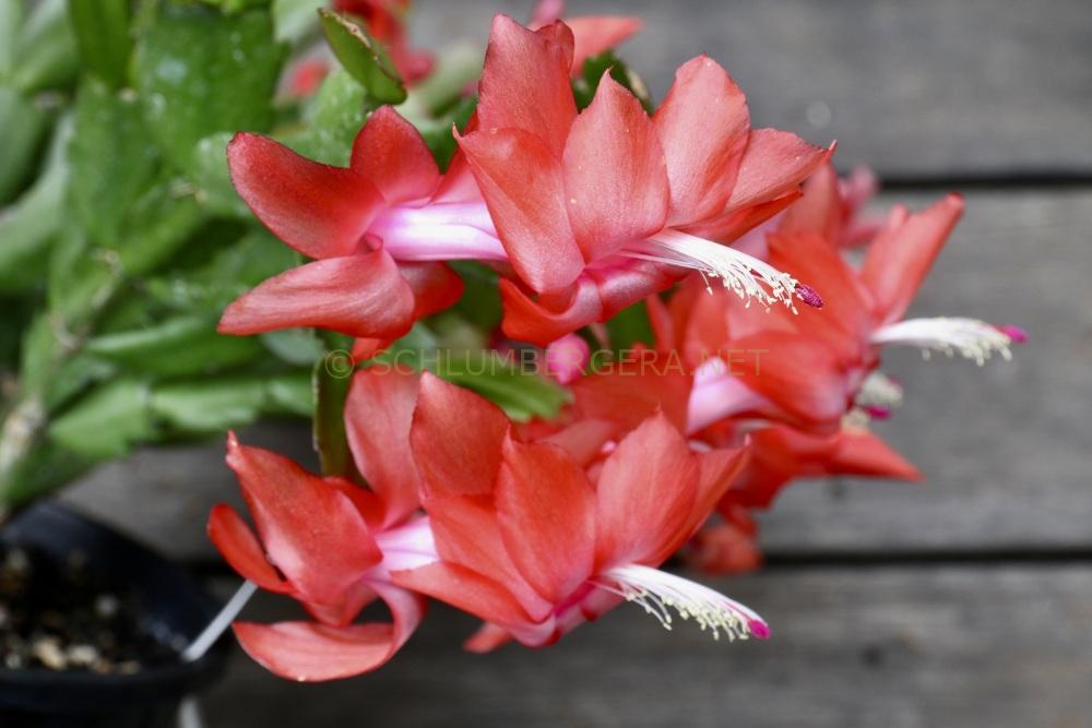 Schlumbergera 'Sunset Dancer'