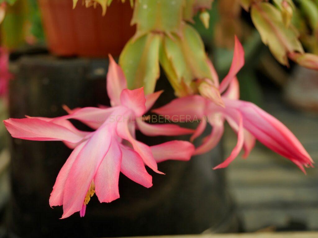Schlumbergera 'Unending Love'