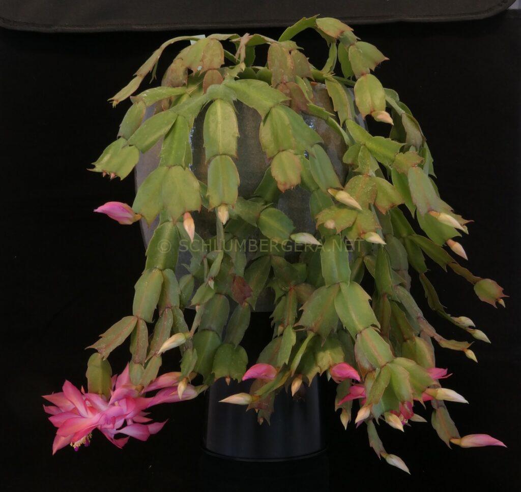 Schlumbergera 'Unending Love'