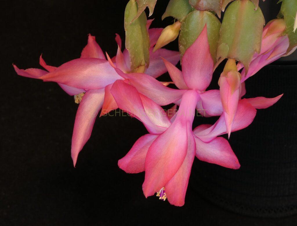 Schlumbergera 'Unending Love'