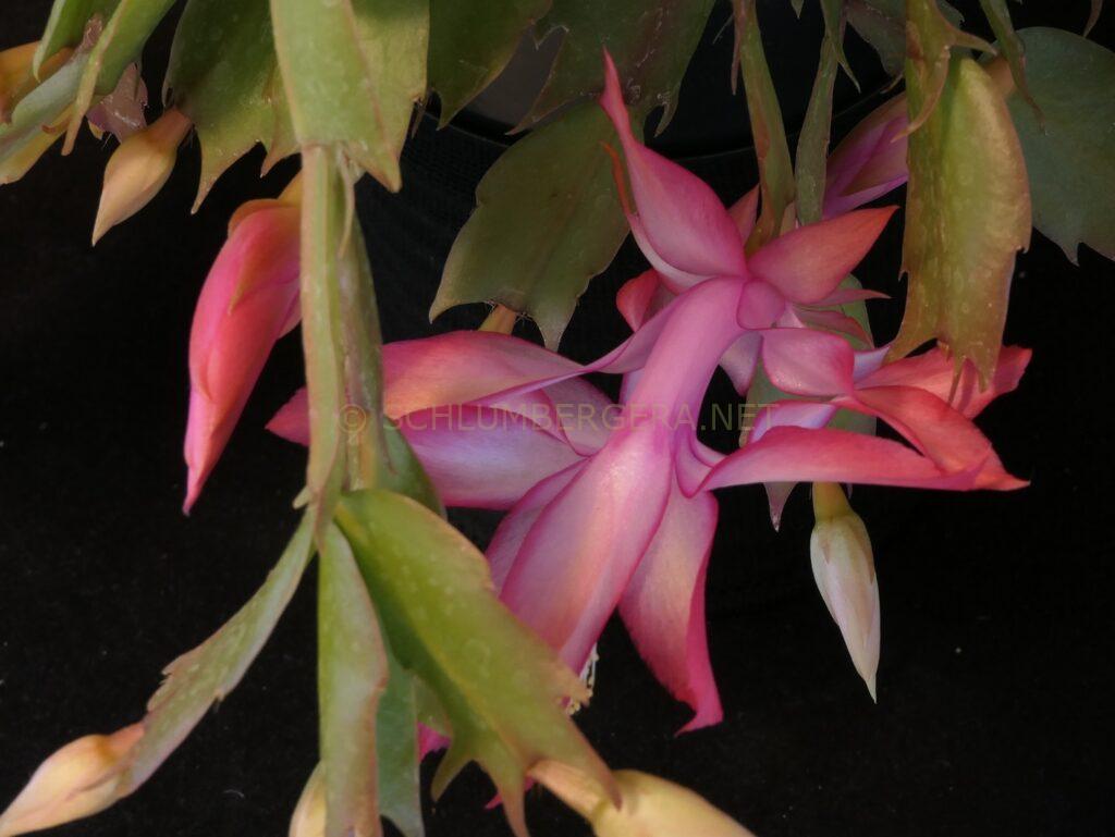 Schlumbergera 'Unending Love'