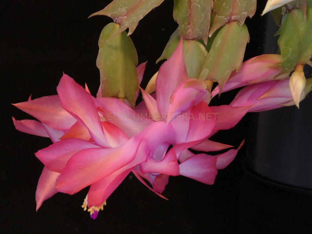 Schlumbergera 'Unending Love'
