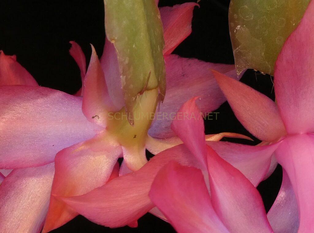 Schlumbergera 'Unending Love'