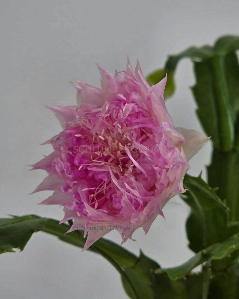 Schlumbergera 'Winter Treasure'