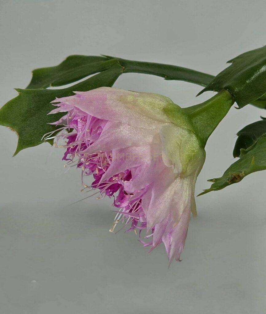 Schlumbergera 'Winter Treasure'