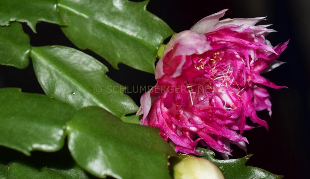 Schlumbergera 'Winter Treasure'