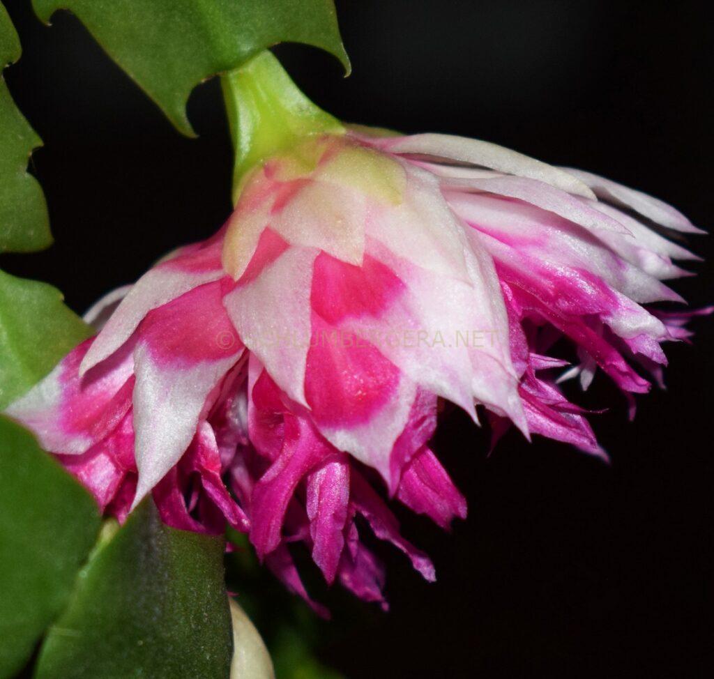 Schlumbergera 'Winter Treasure'