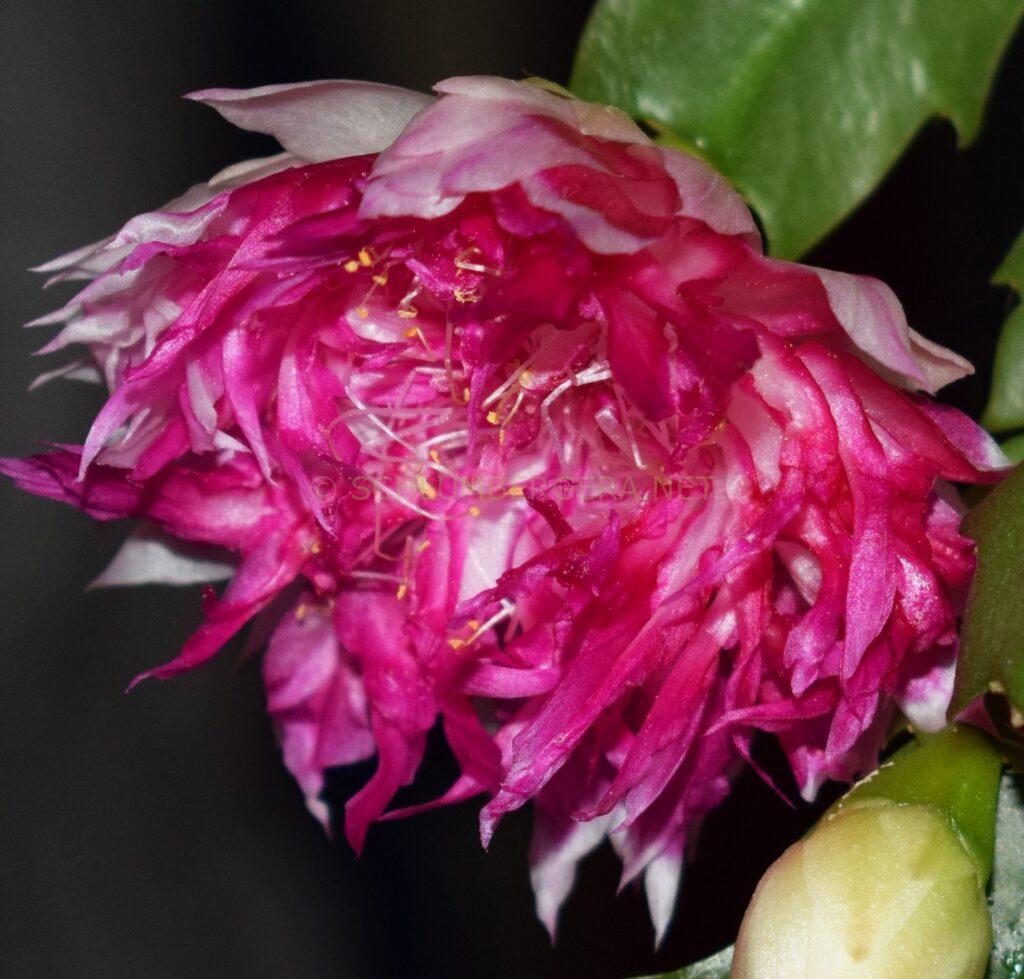 Schlumbergera 'Winter Treasure'