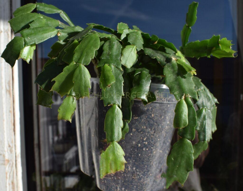 Schlumbergera 'Winter Treasure'